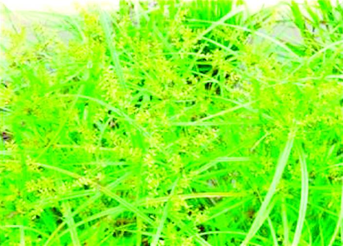 ဆောင်းပါး