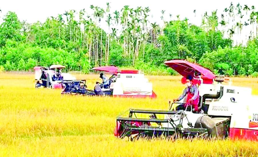 လယ်ယာမြေ ရွှေဝါဝင်းလျက် နိုင်ငံတော်ကြီး ရွှေသီးလာမည်