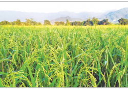 ဆောင်းပါး