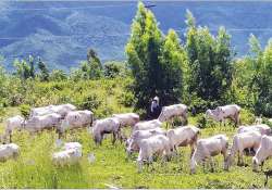 မွေးမြူရေး