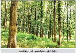 မျှတဆင်ခြင်ထုတ်သုံးလျှင် သစ်တောများ တည်မြဲထာဝစဉ်