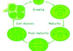 ဆောင်းပါး
