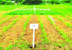 ဂေဟအကျိုးပြု စိုက်ပျိုးနည်းစနစ်ကောင်းများ