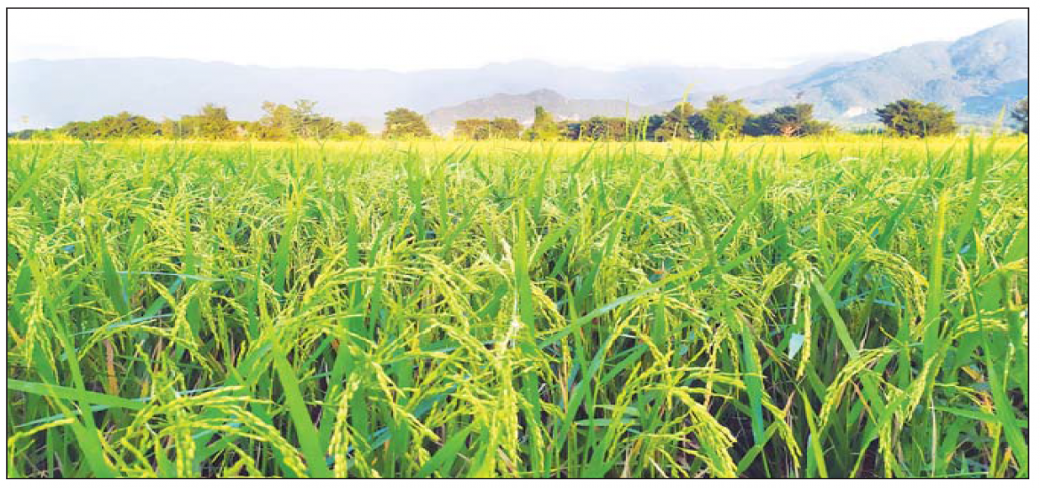 ဆောင်းပါး