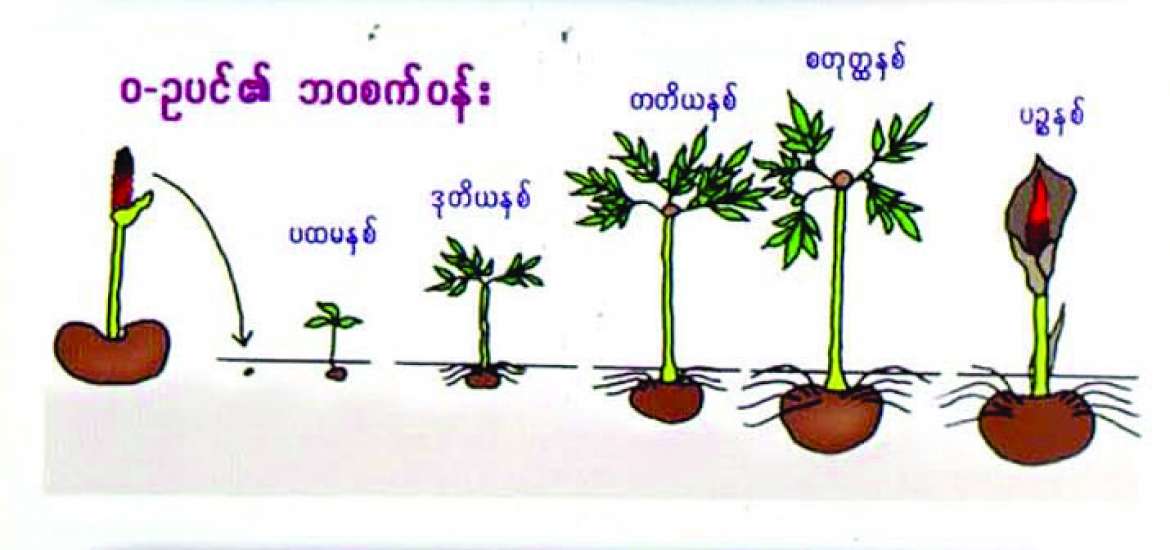 ဆောင်းပါး