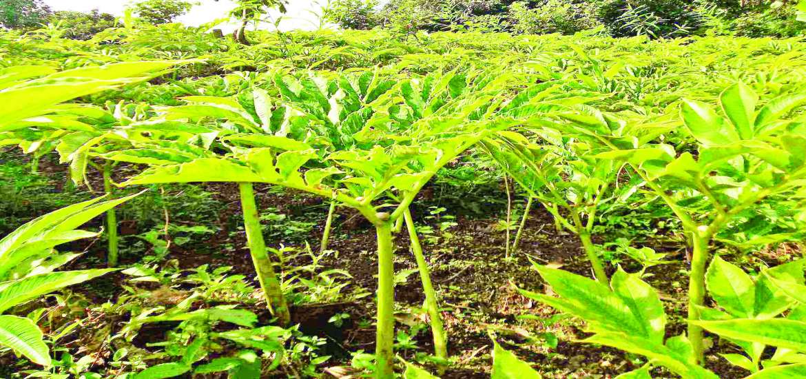 ဆောင်းပါး