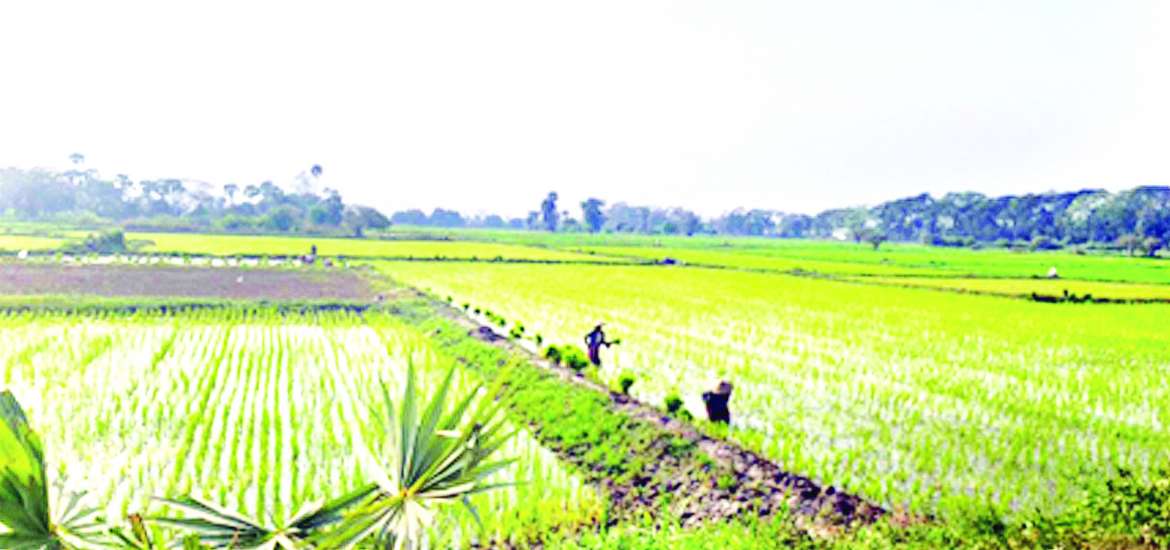 ဆောင်းပါး