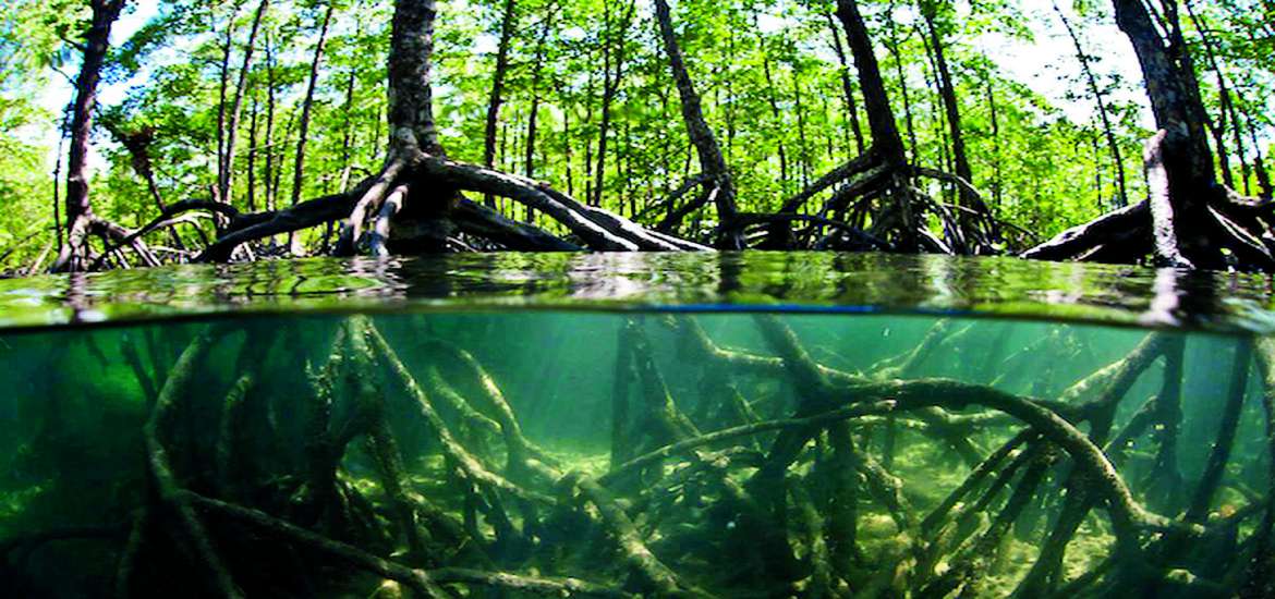 ဆောင်းပါး