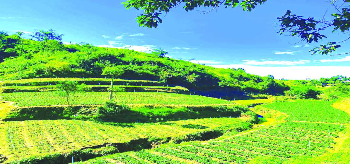 ဆောင်းပါး