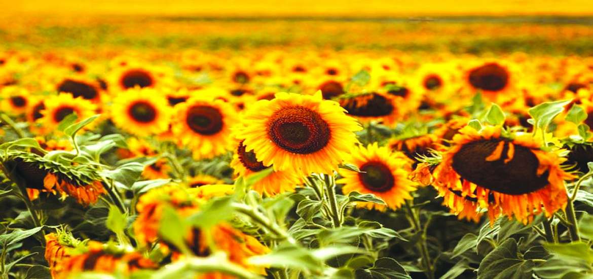 ဆောင်းပါး