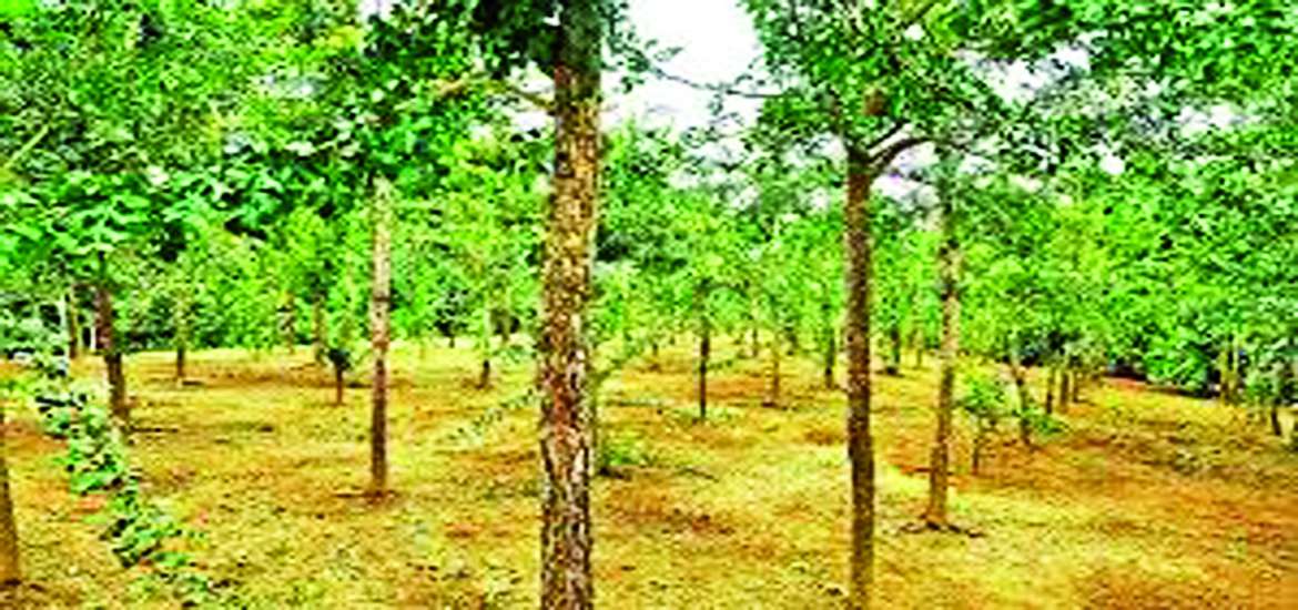 ဆောင်းပါး