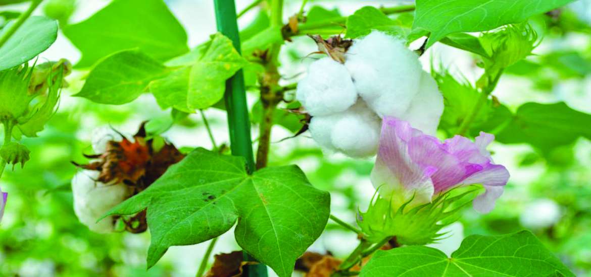 ဆောင်းပါး