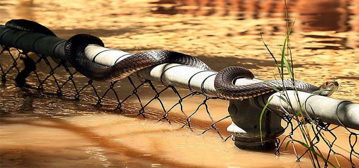 ဆောင်းပါး