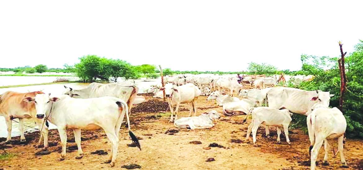 သဘာဝဘေးဒဏ်ခံကာလအတွင်း ကျွဲ၊ နွား၊ သိုးနှင့် ဆိတ်များကို အာဟာရ ဘယ်လိုဖြည့်တင်းပေးသင့်လဲ