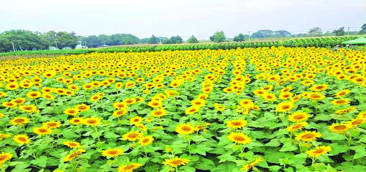 သီးနှံအထွက်နှုန်း မလျော့နည်းစေဖို့ ပေါင်းကို ကာကွယ်နှိမ်နင်းစို့