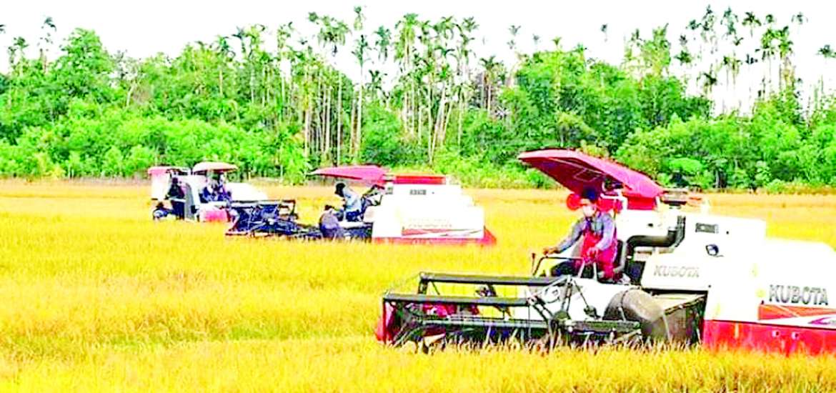 လယ်ယာမြေ ရွှေဝါဝင်းလျက် နိုင်ငံတော်ကြီး ရွှေသီးလာမည်